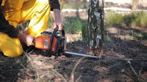 How Our Tree Care Process Works  in  Mineral Springs, NC