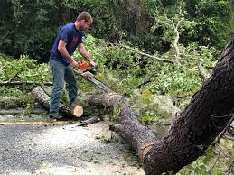 Best Tree Trimming and Pruning  in Mineral Springs, NC
