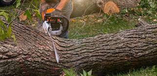 Best Tree Risk Assessment  in Mineral Springs, NC