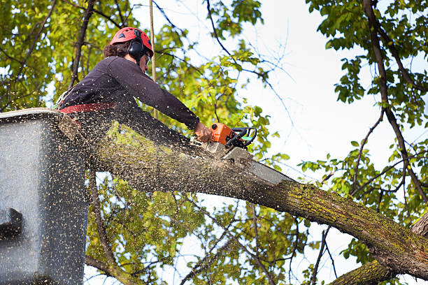 Best Tree Health Inspection  in Mineral Springs, NC