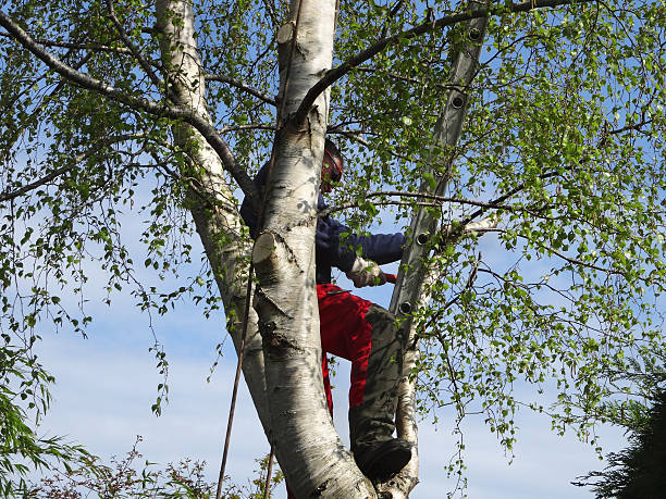 Best Hazardous Tree Removal  in Mineral Springs, NC